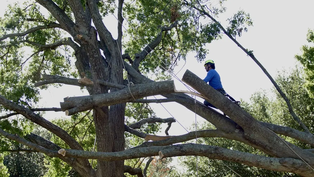 Professional Hazardous Tree Removal performed by certified arborists in Dawson
